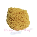 Standard Sea Sponge